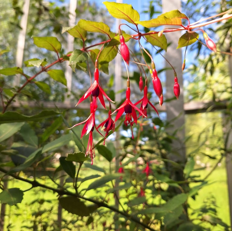 multiple Fuchsia flowers hanging from a stem