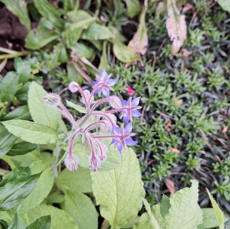 a Borage plant with purple flowersand green leaves