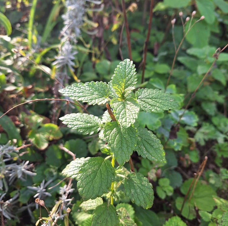 one Mint plant in a sunny and warm place