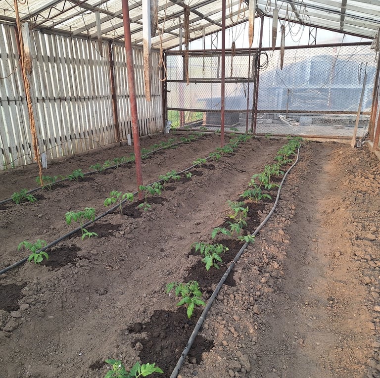 gardening in a greenhouse
