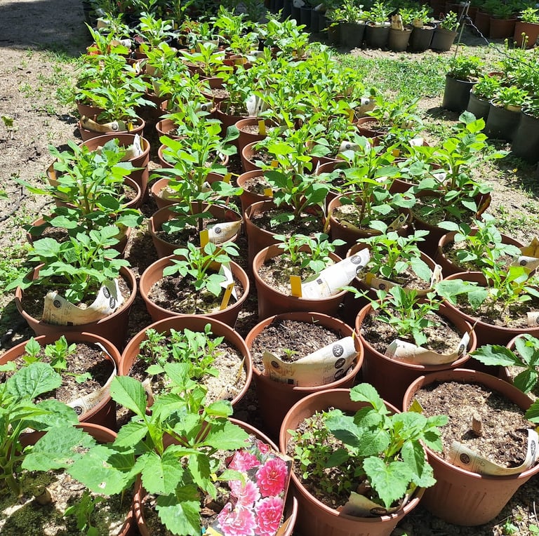 one of the 3 gardening methods: container gardening