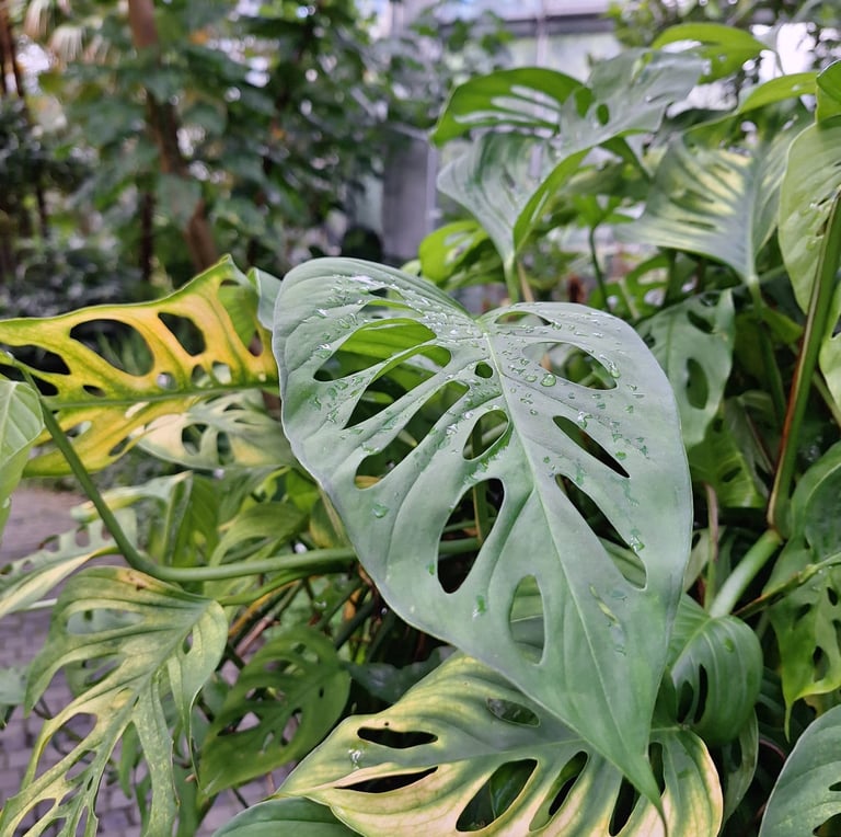 multiple vertical garden Swiss Chese Plant leaves