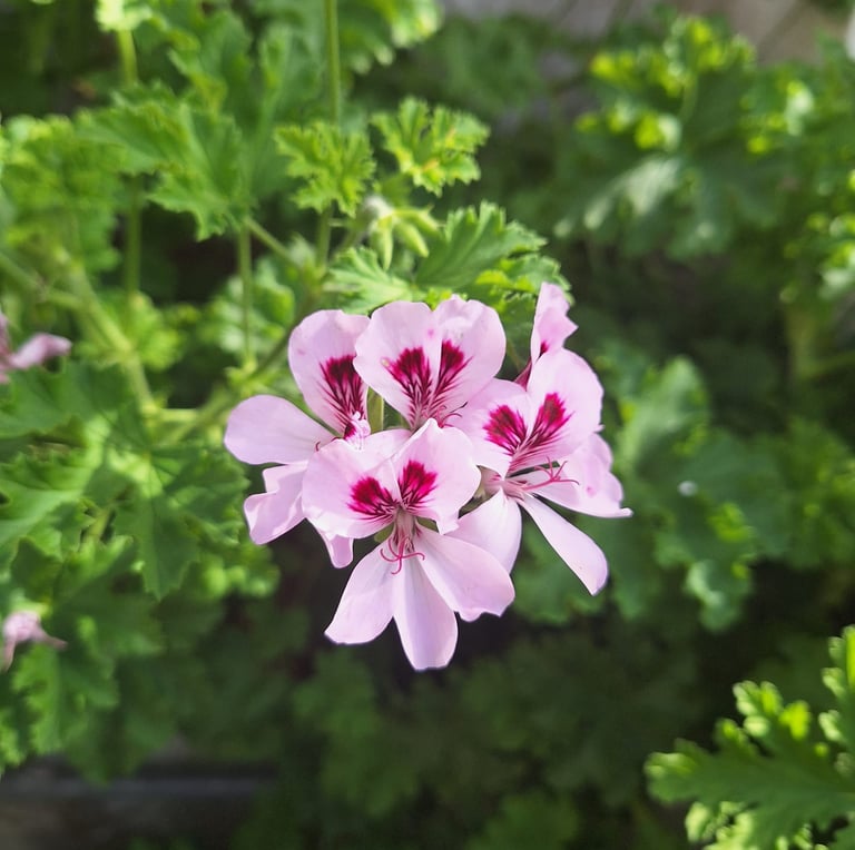 an flowring annual plant in full sun
