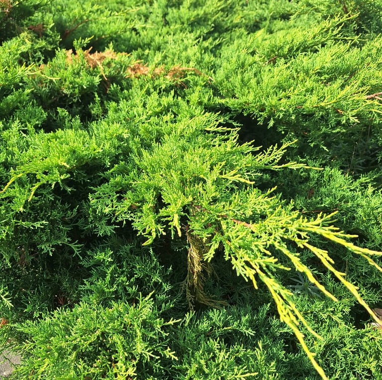 a green low maintenance shrub called Juniper