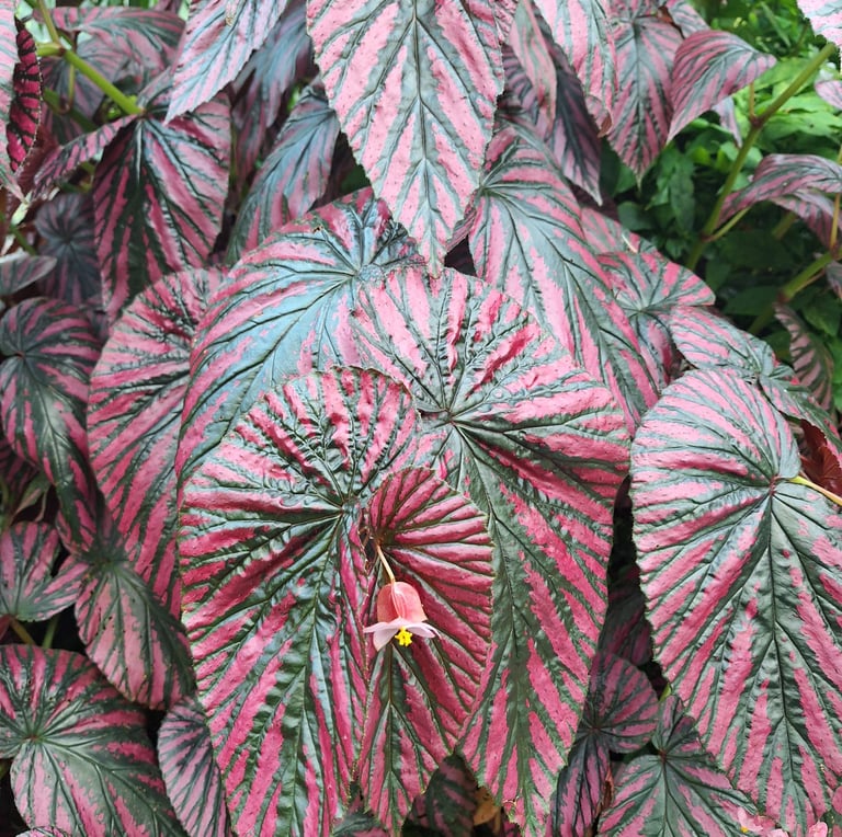 a shade plant for hanging baskests with red-black leaves