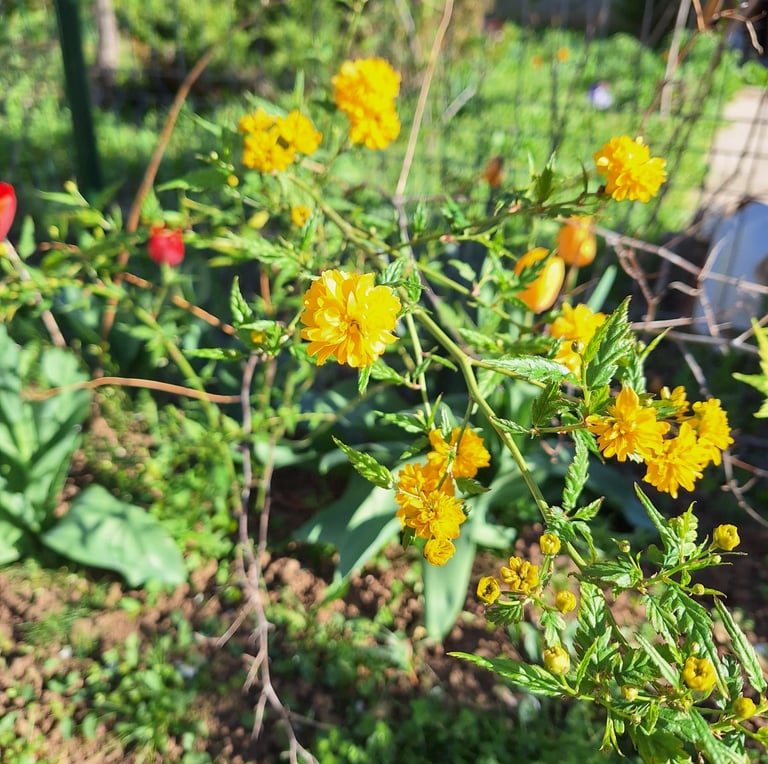 a Kerria Japonica plant with yellow blooms
