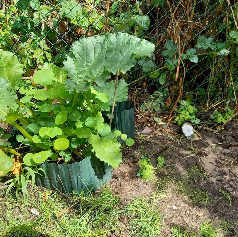 three Swisss Chard leaves arund many weeds