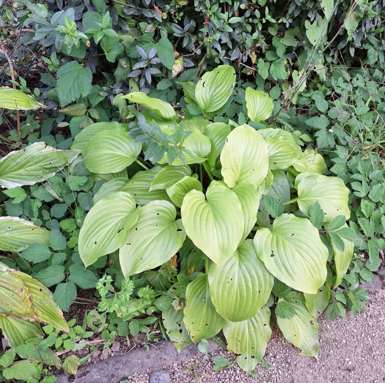 a Hosta plant with green leaves in partial shade