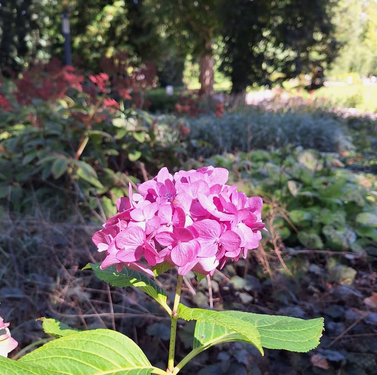 a pink Sea Thrift flower in full sun