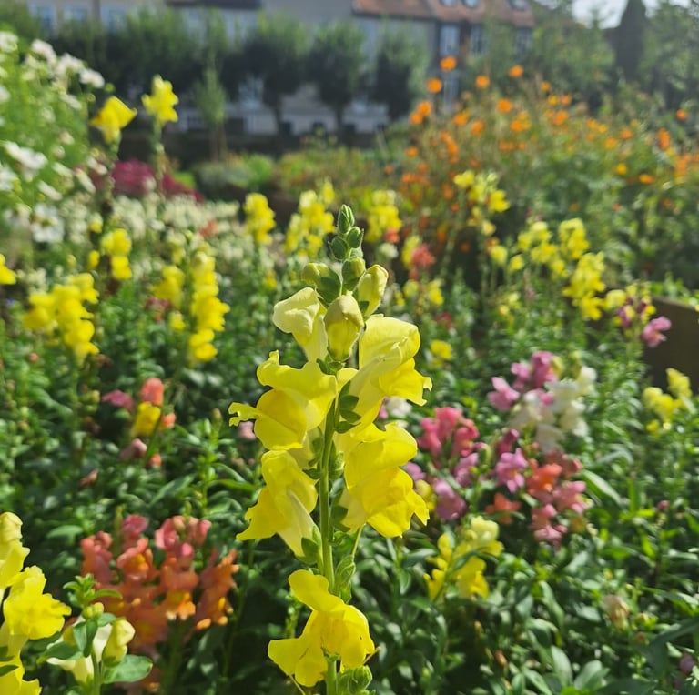 a Chinese Snapdragon blooming in a field of flowers