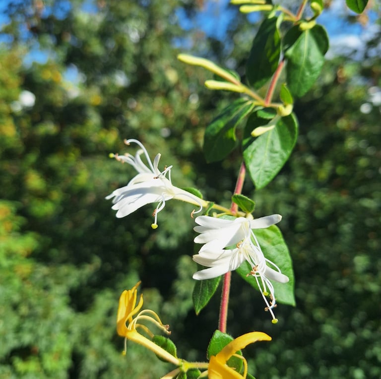 some flowers blooming on a green Sweet Box stem