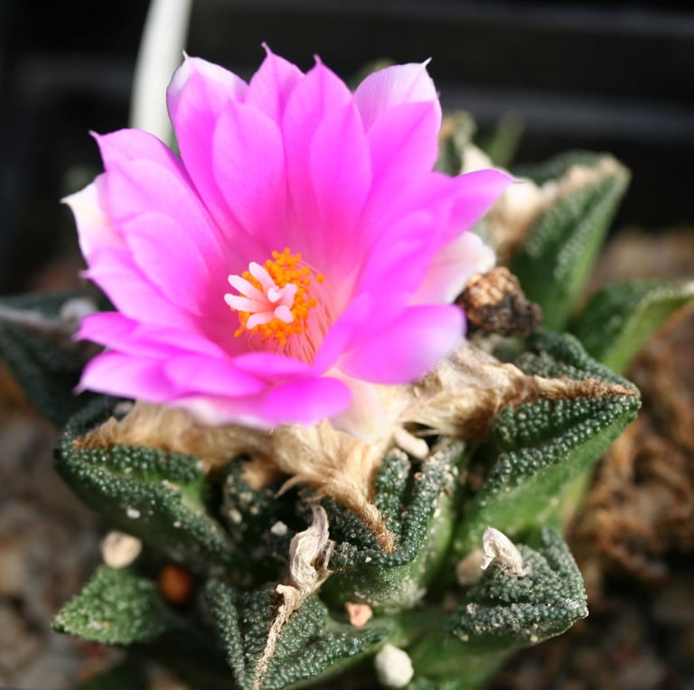 a miniature Star Rock Cactus with a pink flower