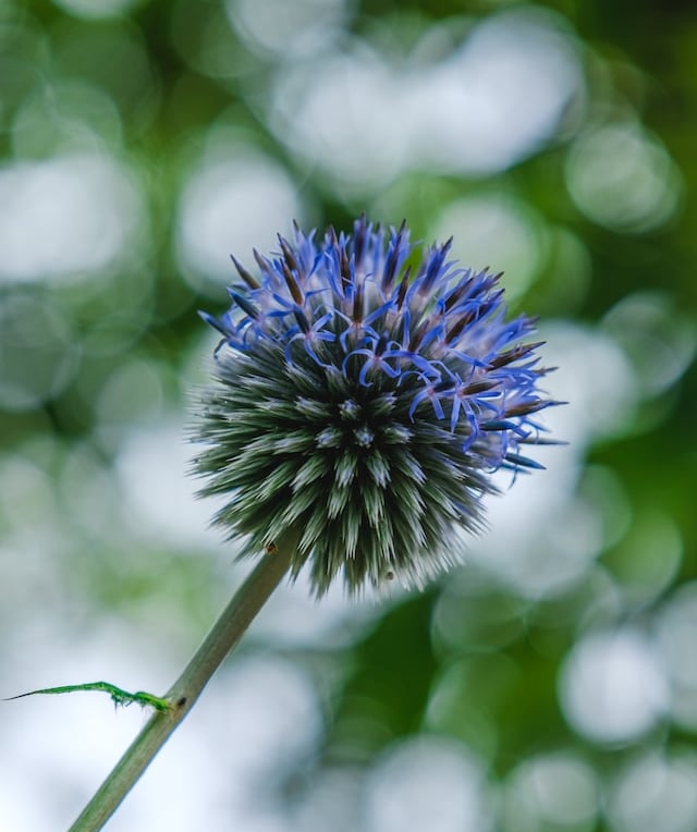 one round native Thistle weed with blue color