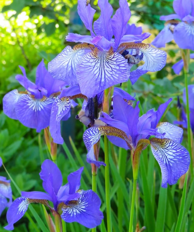 a beautiful purple spring flower named Iris