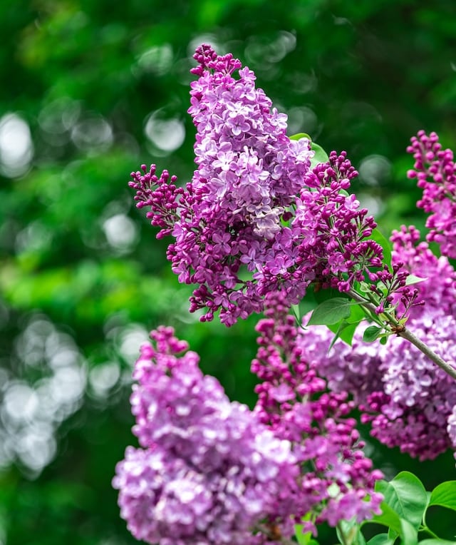 a bunch of pink and purple spring Lilac blooms on a stem