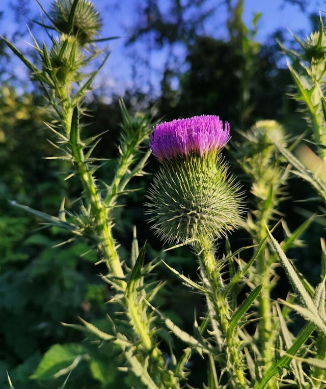 multiple Thistle weeds growing together
