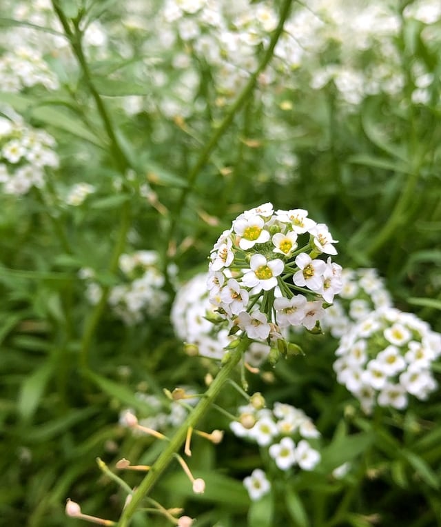 a Sweet Alyssum annual plant that thrives in shade