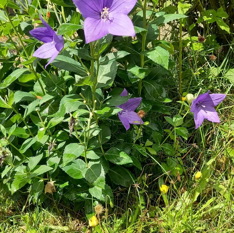 one Miniature Bellflower bush with purple blooms