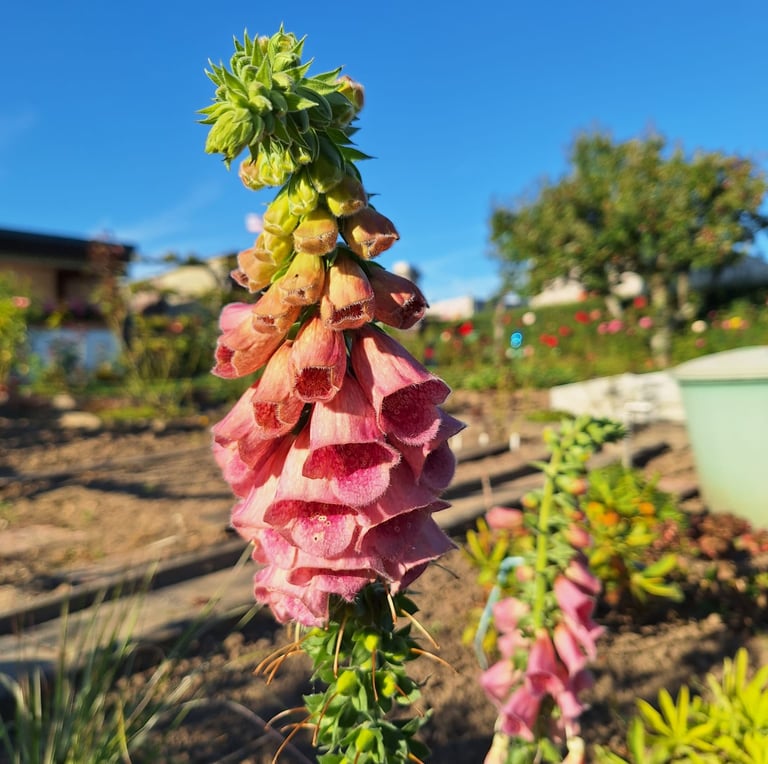 one colorful Foxglove shade plant with multiple pink flowers