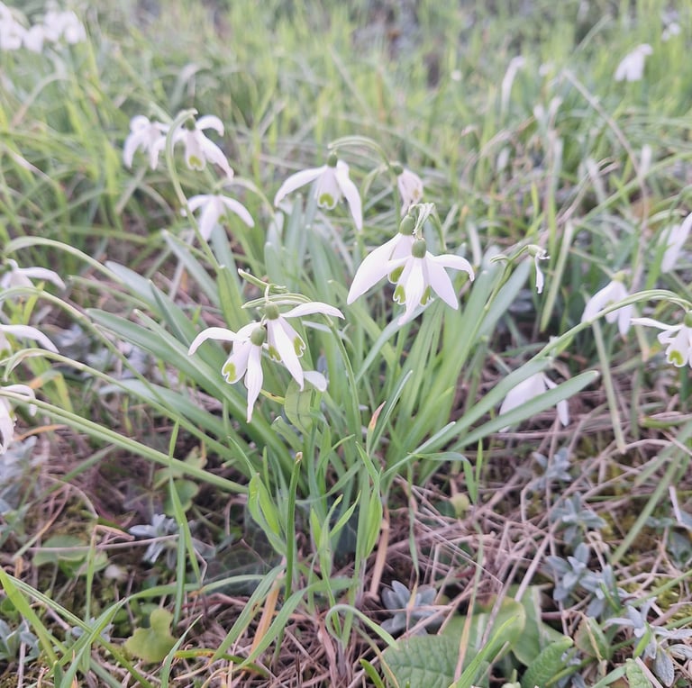 a winter garden plant with white-pink flowers