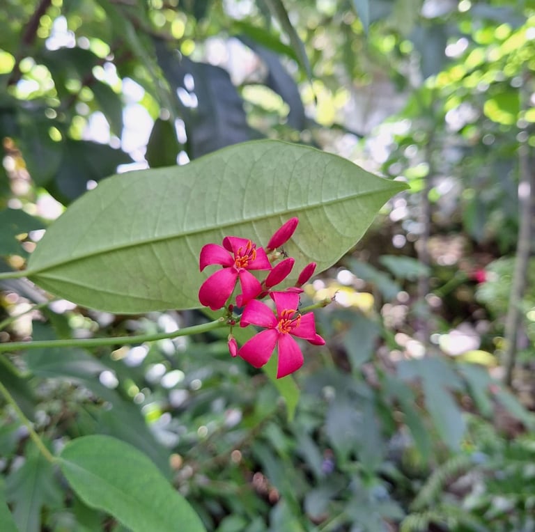 two tiny red Peregrina flowers