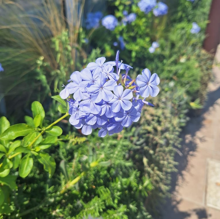 a flowering garden plant with a blue color