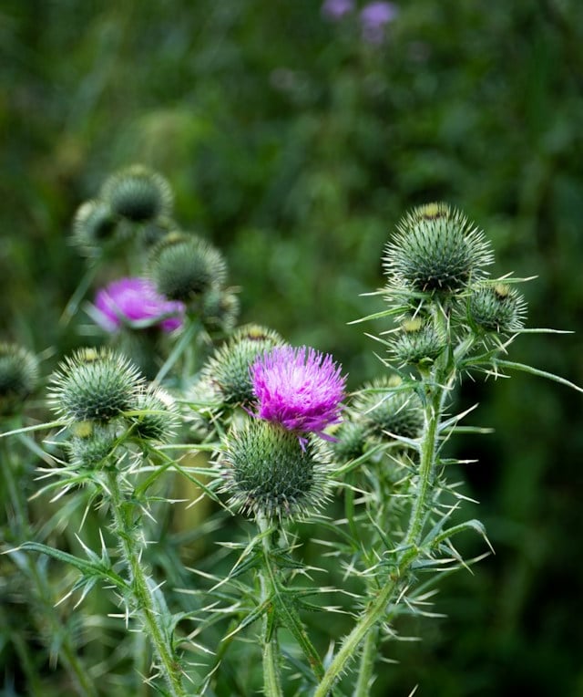 a pink flowering Thistle weed with other green plants