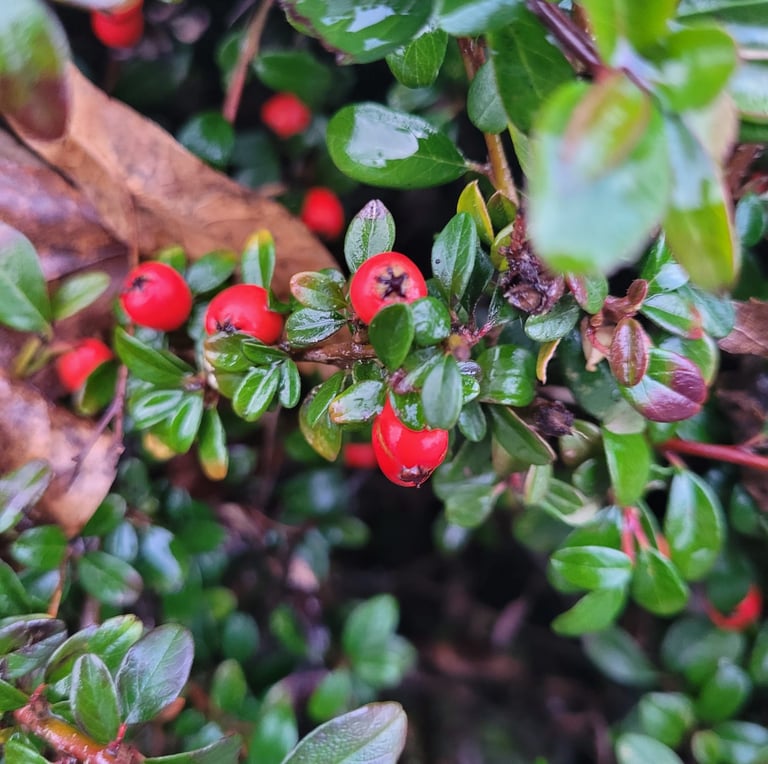 a deer resistant, thorny Cotoneaster bush with red berries