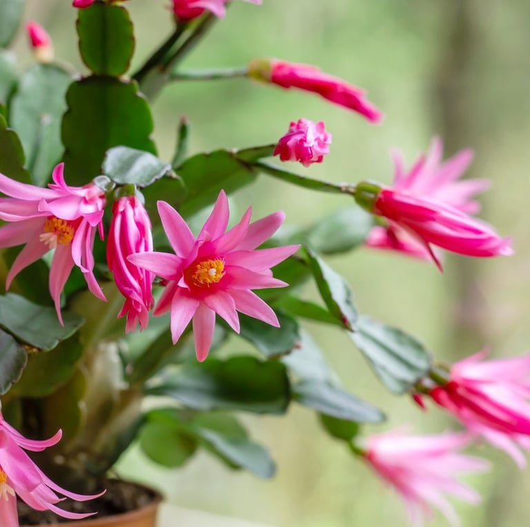 A potted Easter Cactus plant with pink flowers
