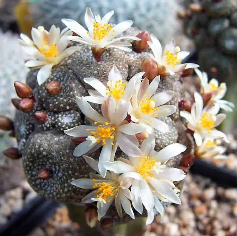 a round cactus plant with white yellow flowers