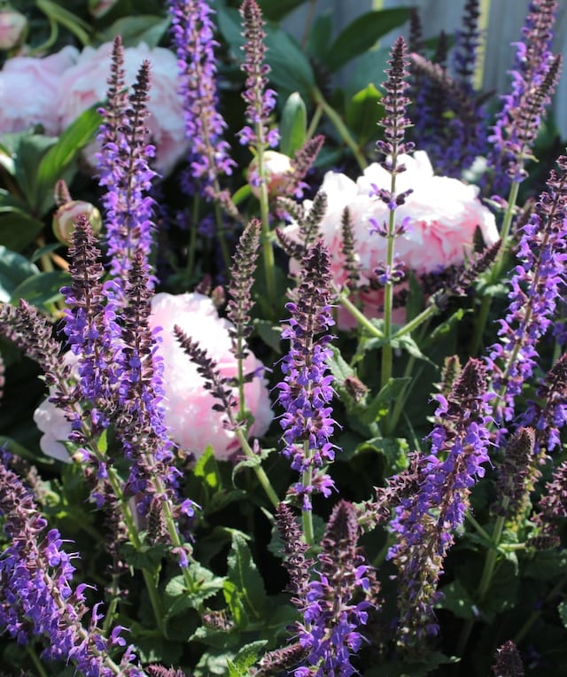 multiple drought resistant purple Salvia flowers in full sun