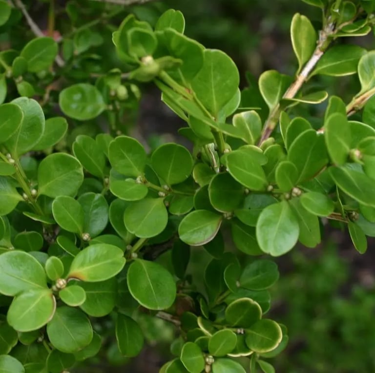 a fast growing shrub named Japanese Boxwood