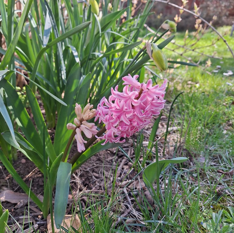a pink flowering Hyaciths flower in a spring garden