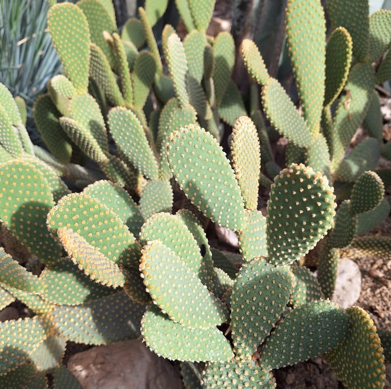 Multiple green Pricly Pear Cactus plants