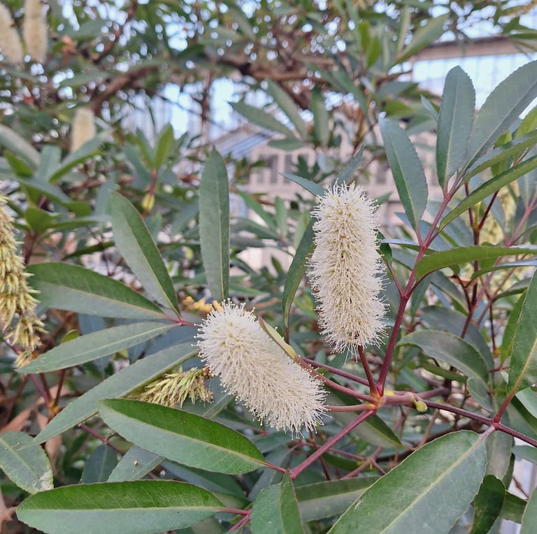 a dwarf Fothergilla shrub with two white flowers