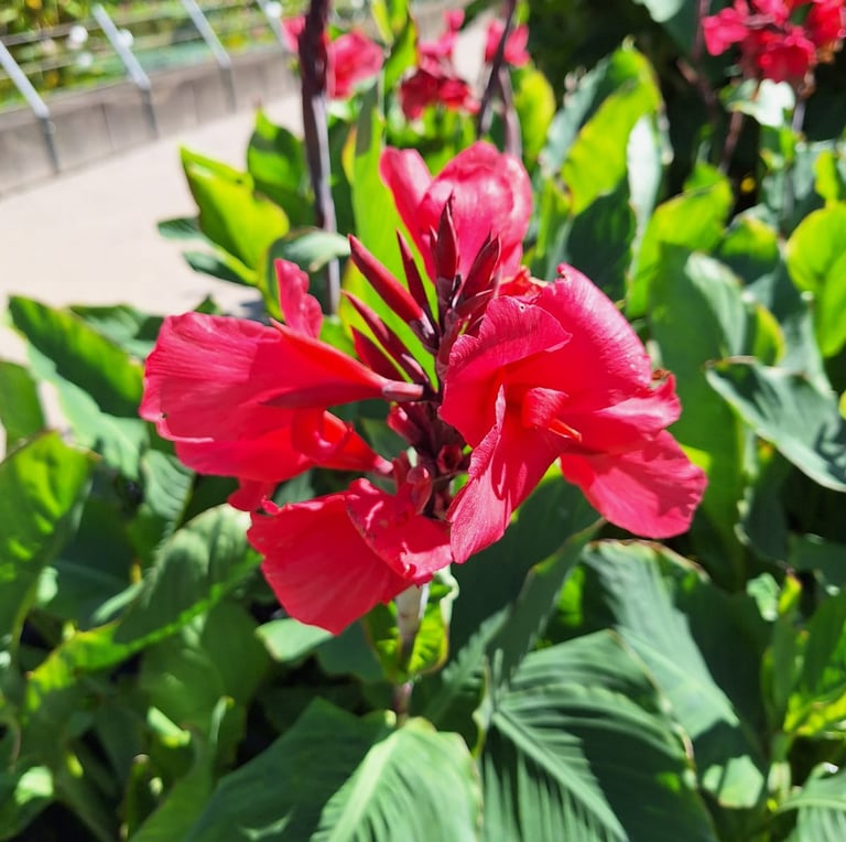 one big tropical Canna Lily flower in a green space