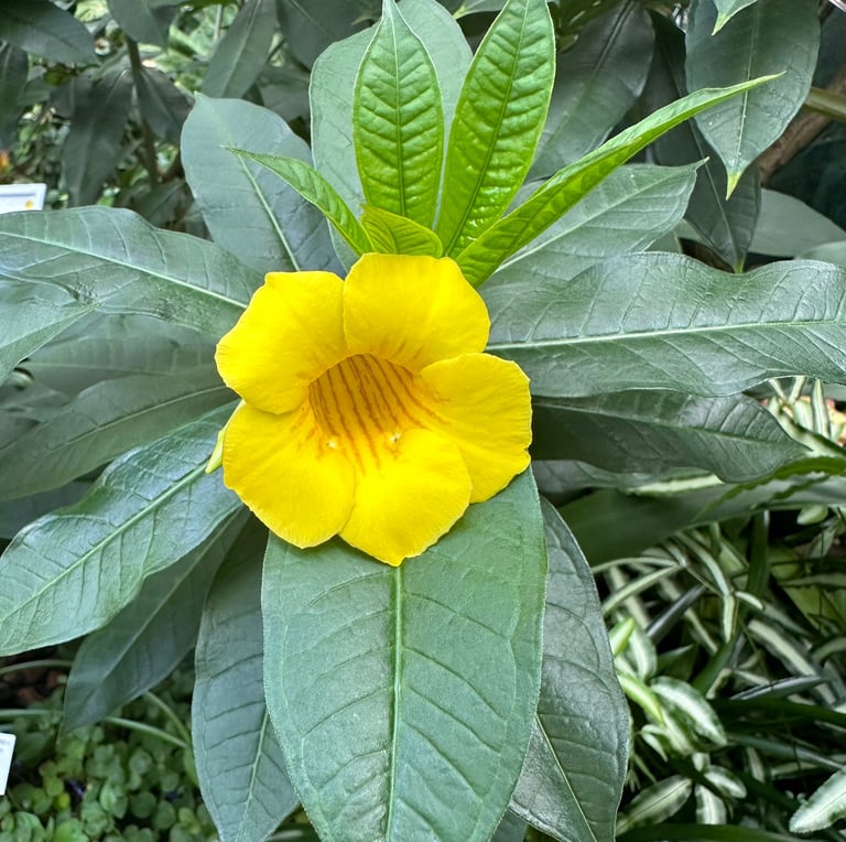 a Indian flower between green leaves that is yellow
