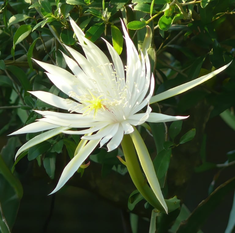 a white nightblooming flower with a green leafes