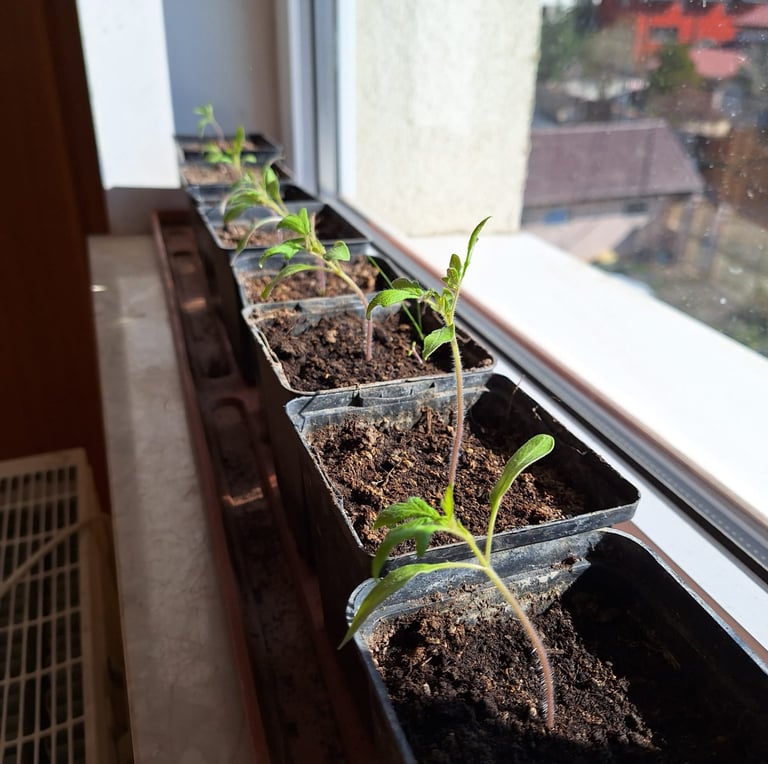 multiple plant seedlings in small containers