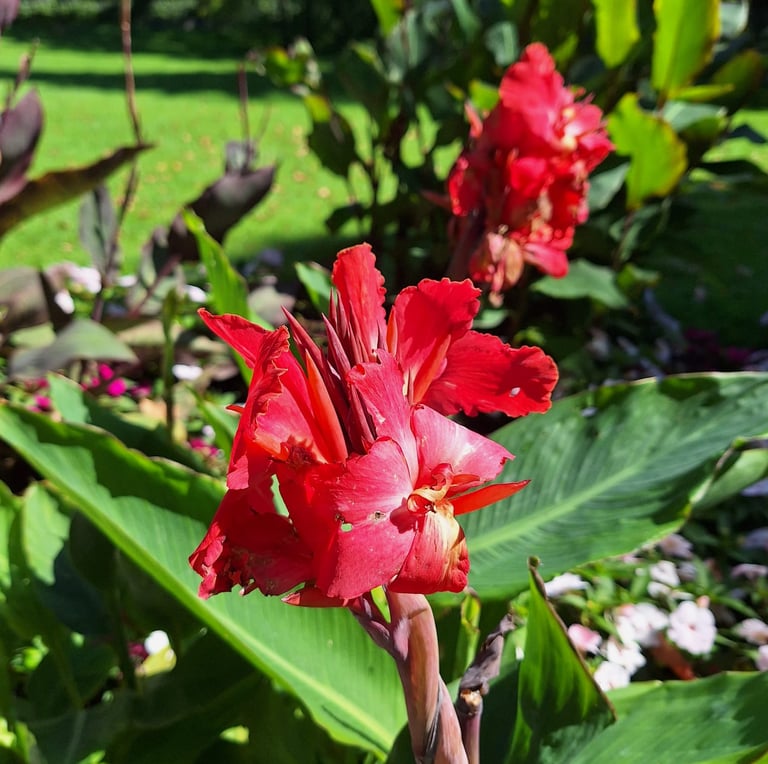 one red Canna Lily plant in a green plant space