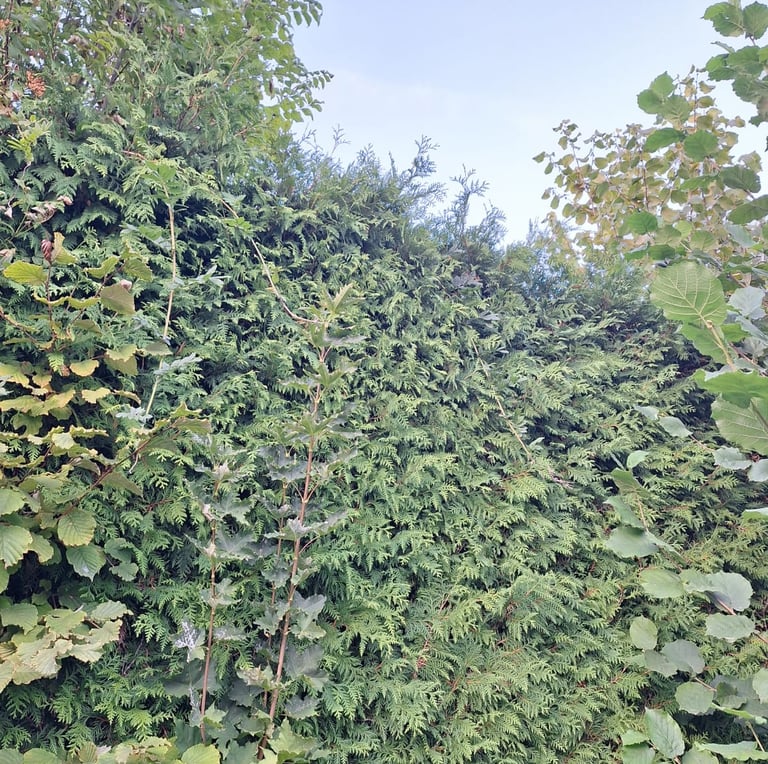 a tall hedge that was pruned very formal