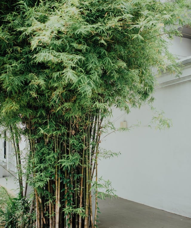 tall ornamental Bamboo with small leaves and thin stems