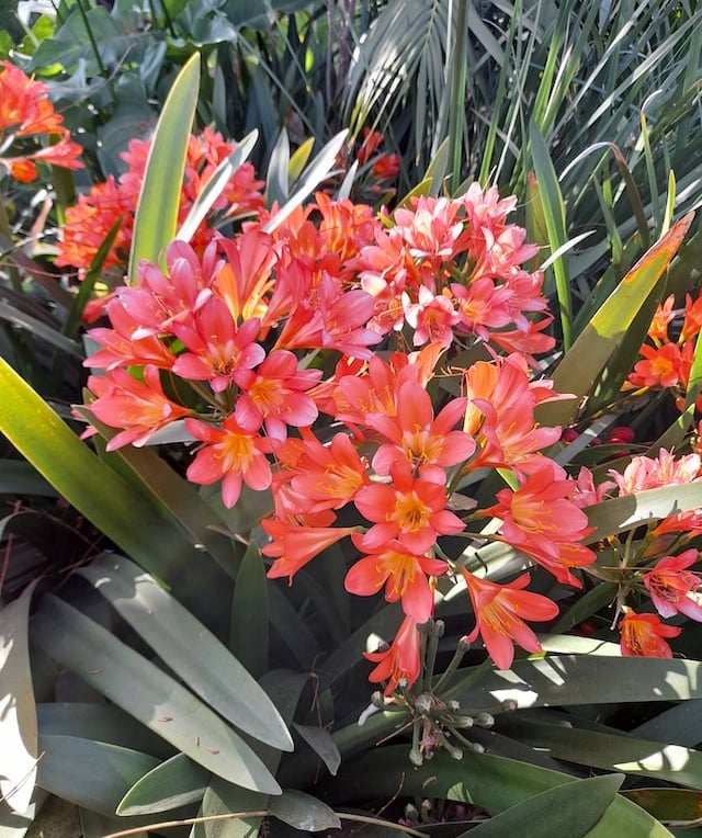 a very drought tlorant shade plant with orange flowers