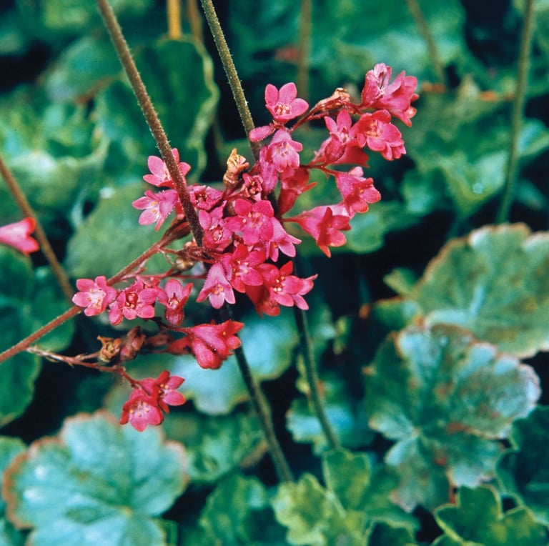 pink Coral Bell flowers in a dry shaded space