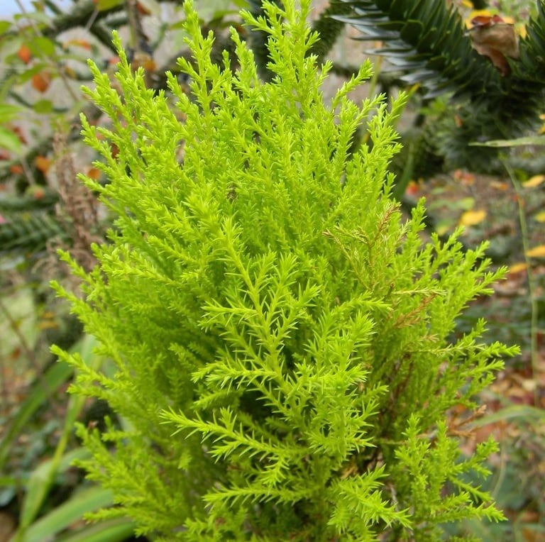 a yellow green bush with evergreen apperance