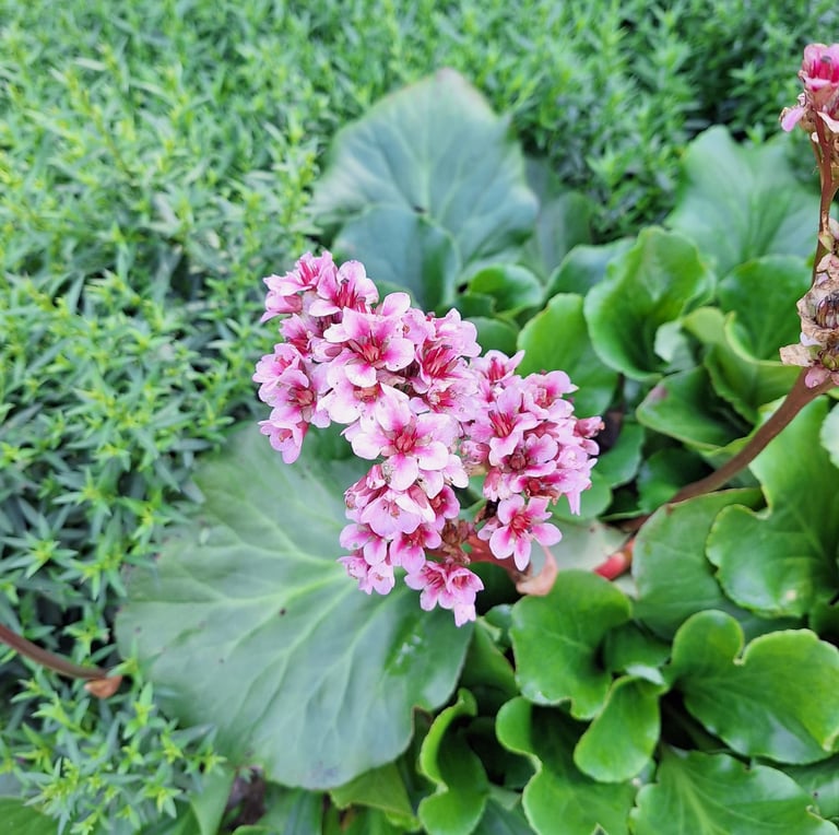 white-pink Asian Elephant Ear flowers