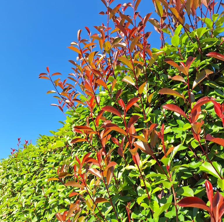 a tall, bright green hedge 