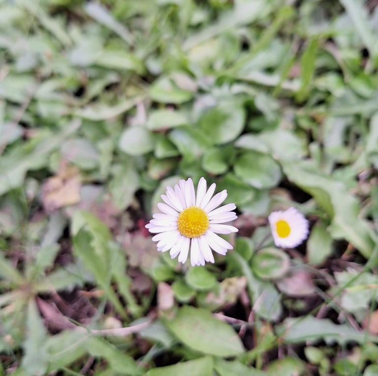 A single white-yellow flowering weed in a field