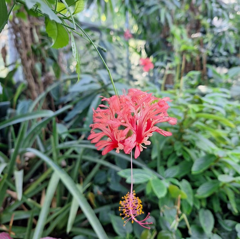 green vegetation with one Indian Coral Hibiscus