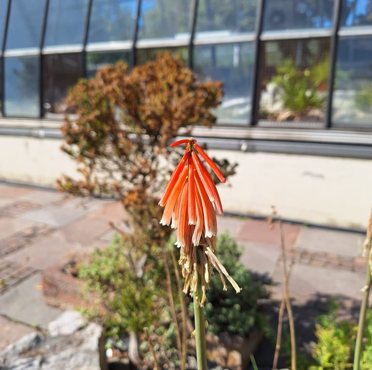 a South American Red-Hot-Poker that is orange